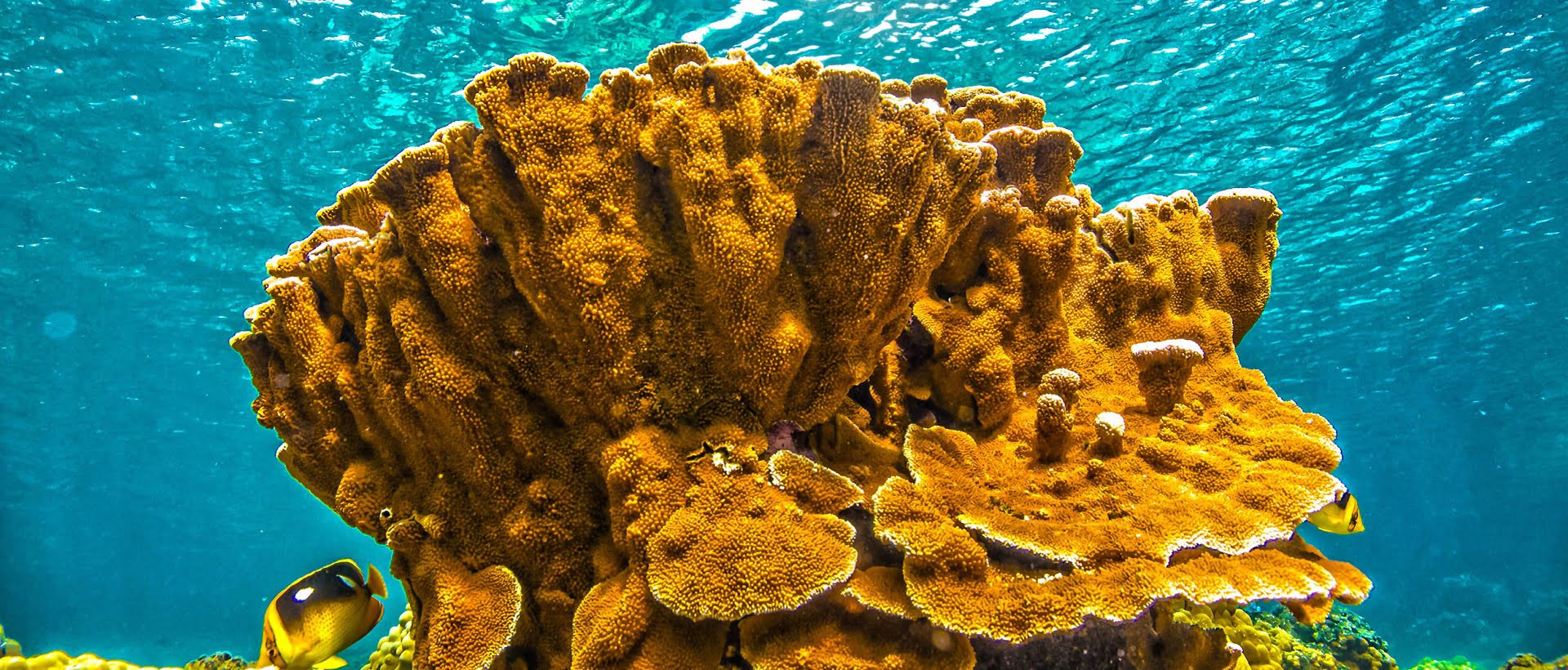 Seven Sisters and Five Corals
